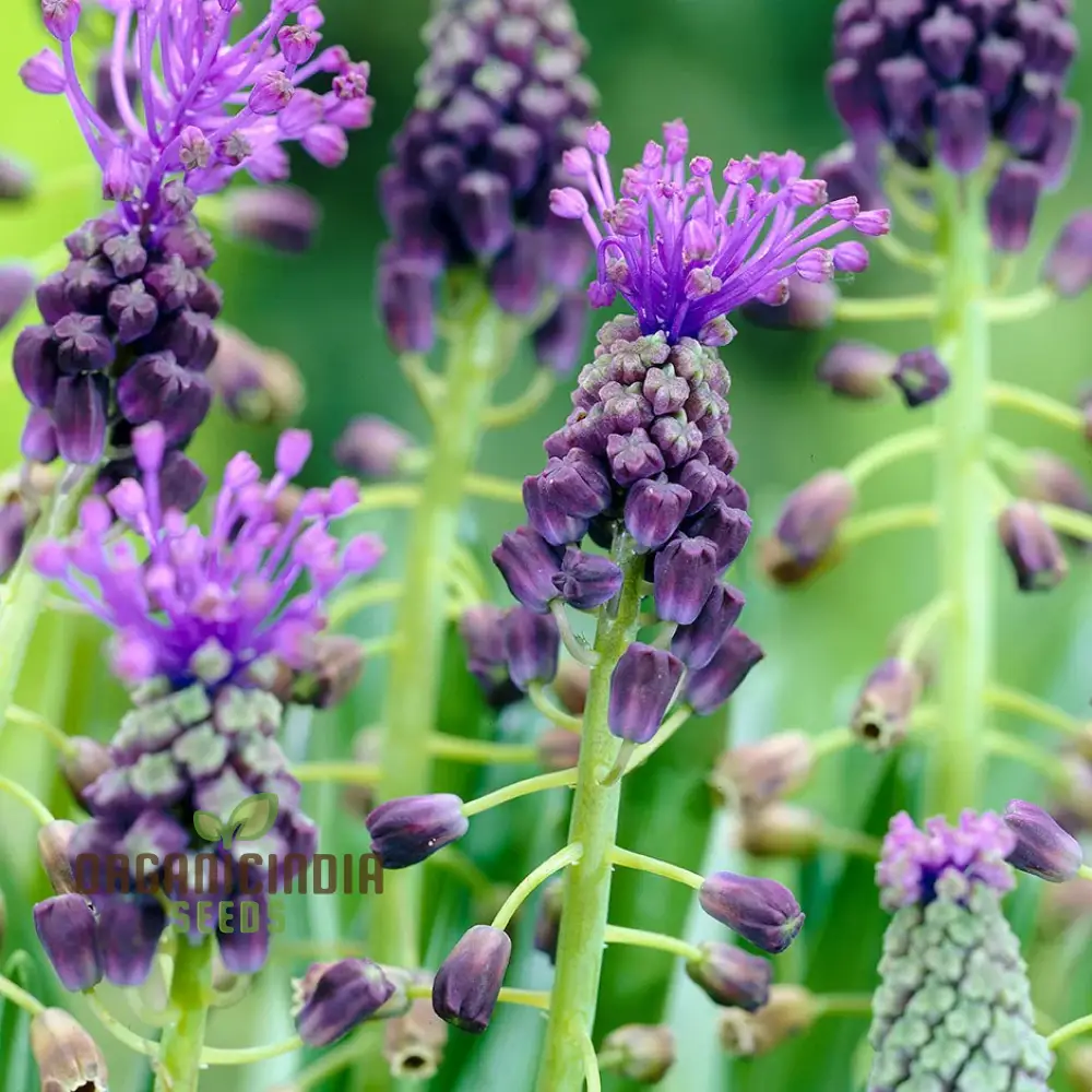 LEOPOLDIA CAUCASICA Seeds: Explore the Beauty of Spring with These Delicate and Resilient Plants! - Image 4