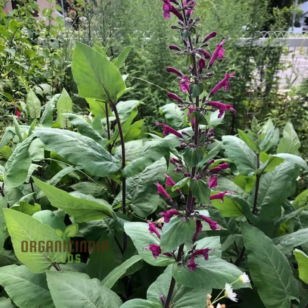 LEPECHINIA SALVIAE Seeds: Cultivate Beauty and Fragrance with Expert Gardening!