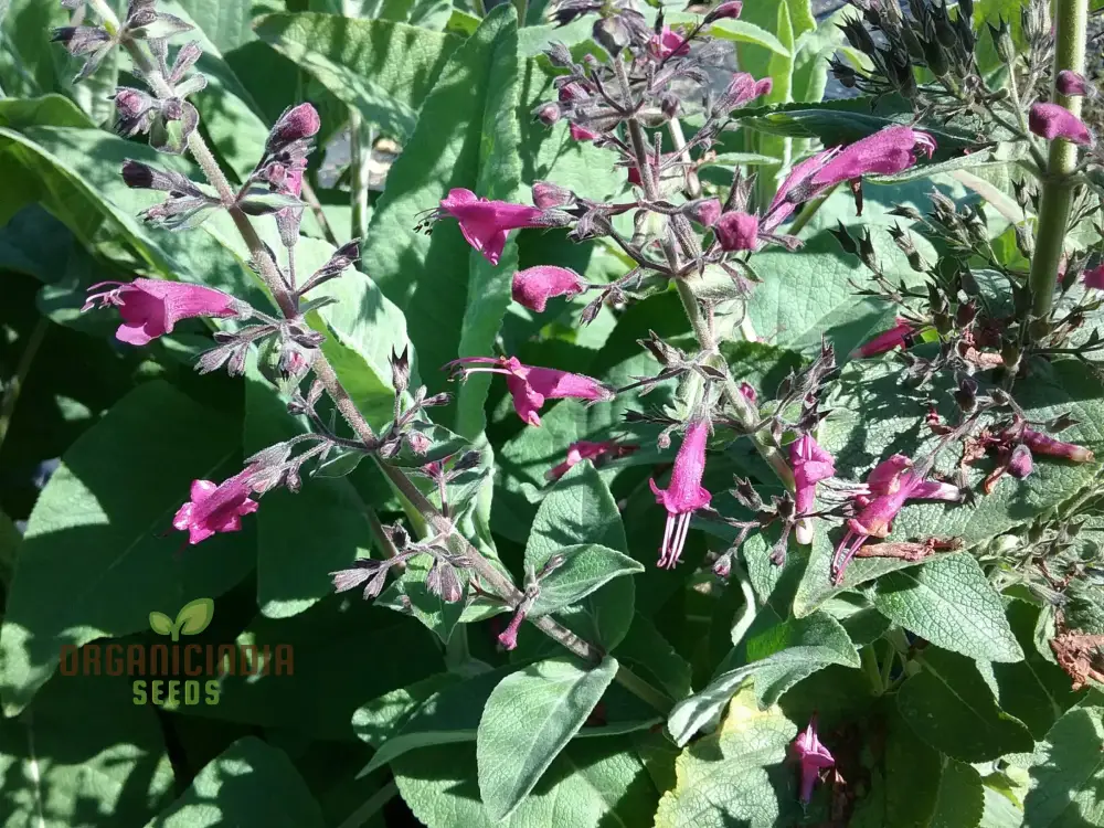 LEPECHINIA SALVIAE Seeds: Cultivate Beauty and Fragrance with Expert Gardening! - Image 3
