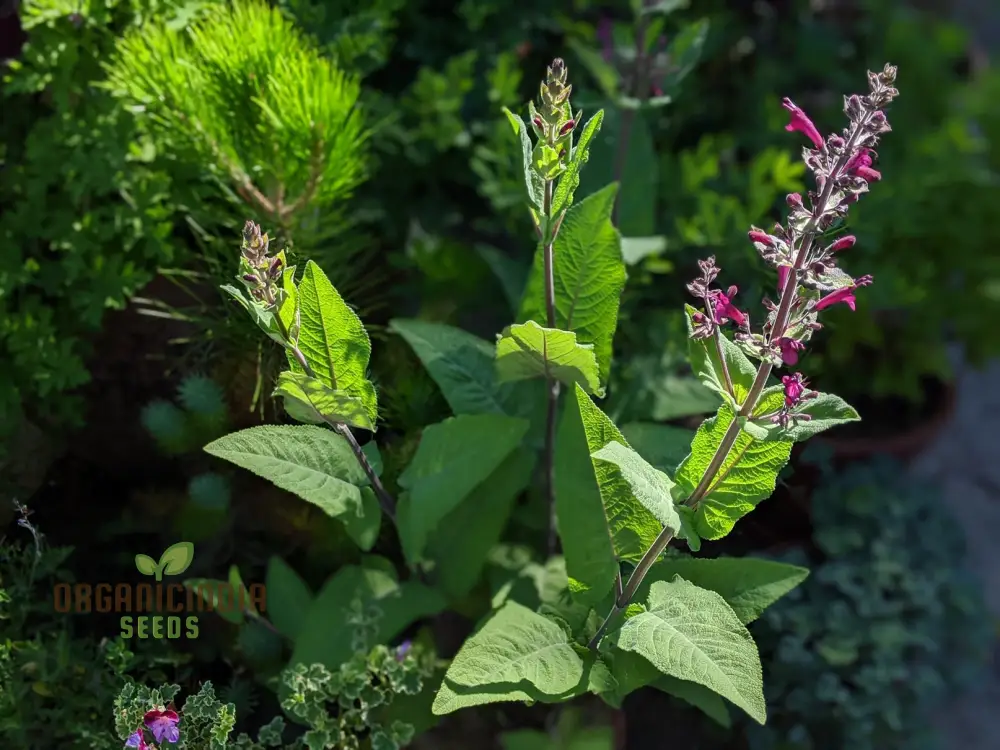 LEPECHINIA SALVIAE Seeds: Cultivate Beauty and Fragrance with Expert Gardening! - Image 4