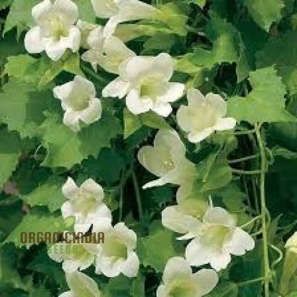 leptospermum rubescent Maranda White 35pcs Plant Seeds