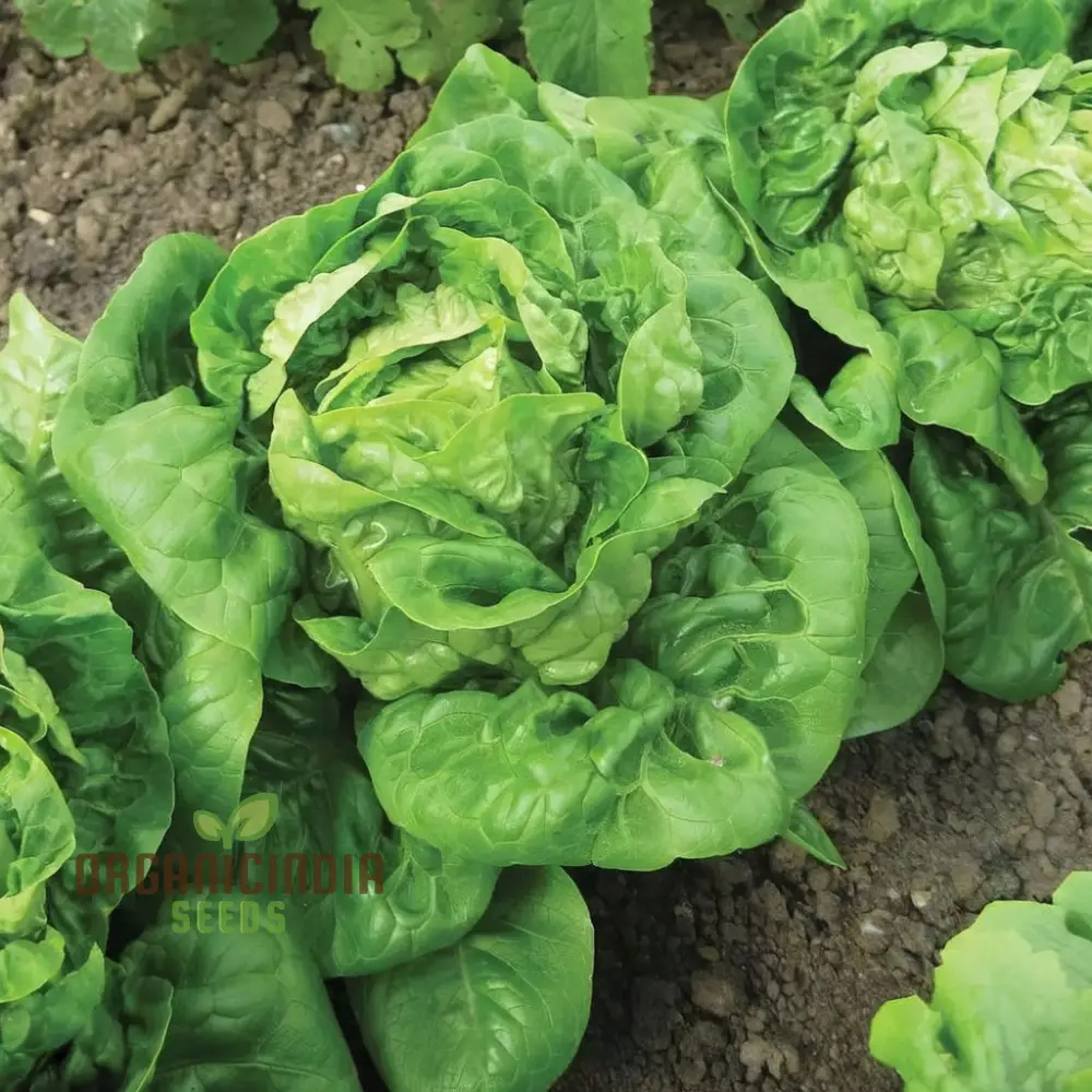 All Year Round Lettuce Vegetable Seeds for Planting | Grow Fresh Lettuce Year-Round | High-Yield, Non-GMO Heirloom SeedsVegetable