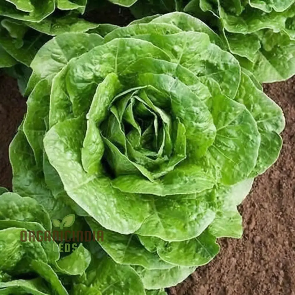 All Year Round Lettuce Vegetable Seeds for Planting | Grow Fresh Lettuce Year-Round | High-Yield, Non-GMO Heirloom SeedsVegetable - Image 4