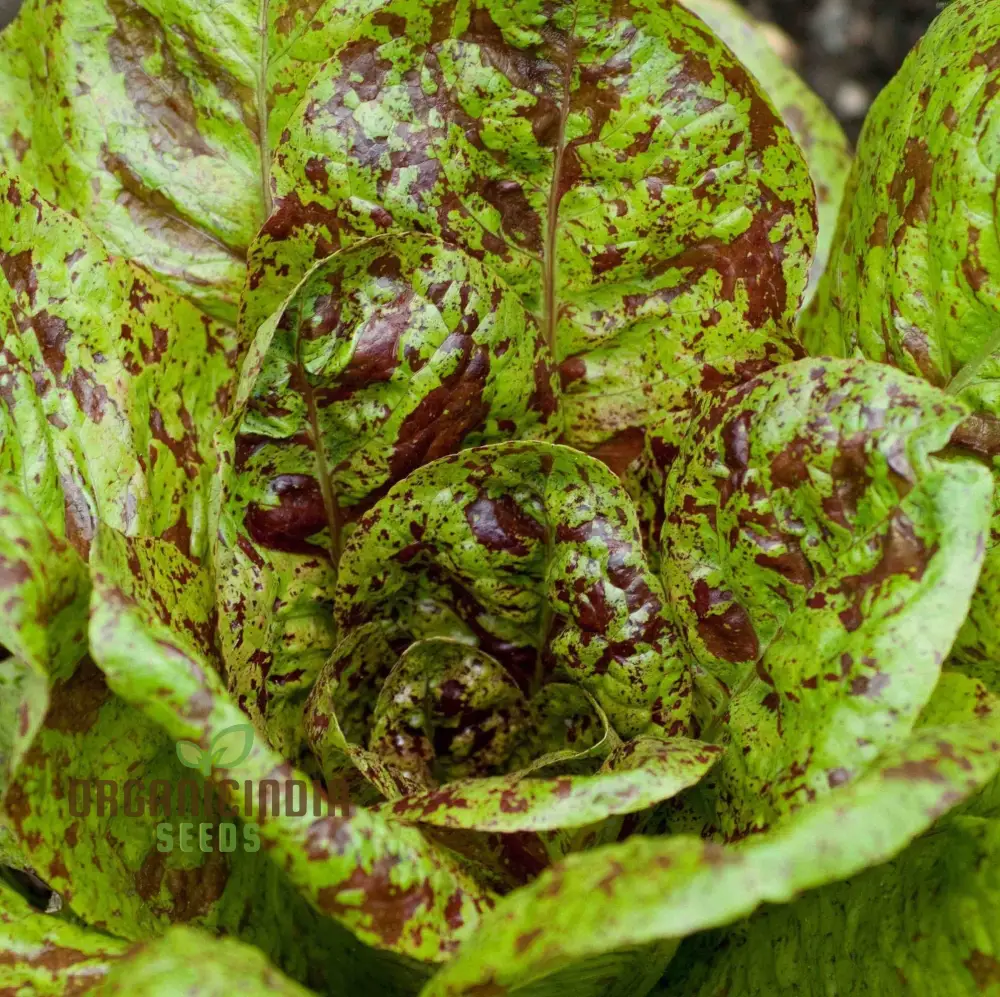 Lettuce Freckles Vegetable Seeds for Planting, Perfect for Home Gardening and Vegetable Seeds, High-Yield, Easy-to-Grow Lettuce Seeds