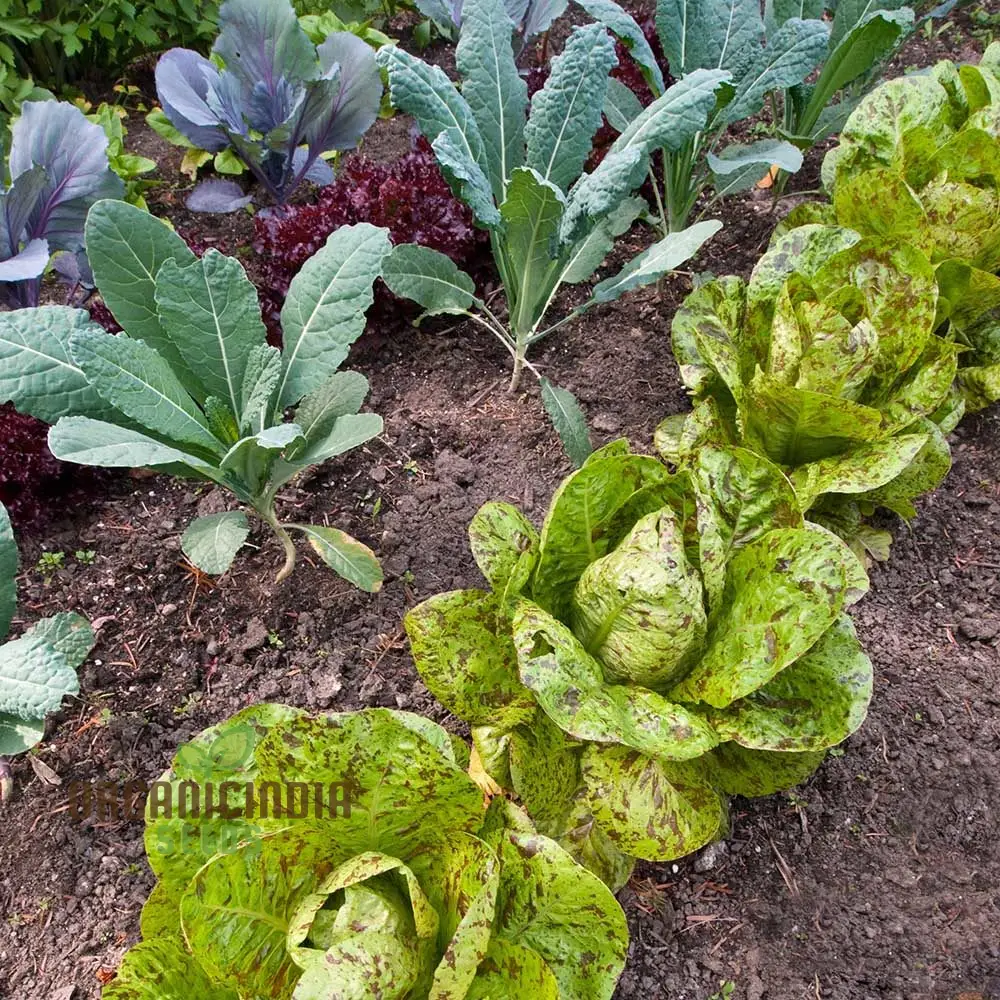 Lettuce Freckles Vegetable Seeds for Planting, Perfect for Home Gardening and Vegetable Seeds, High-Yield, Easy-to-Grow Lettuce Seeds - Image 3