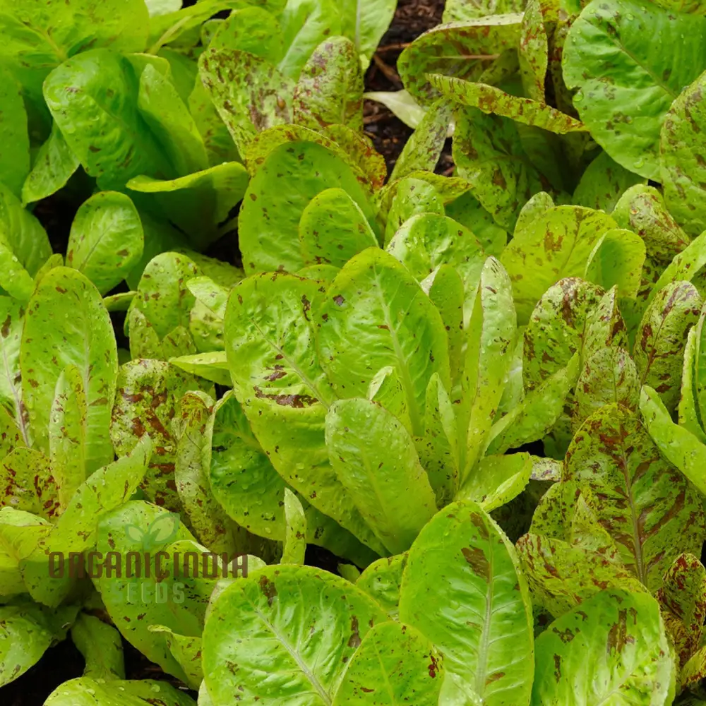Lettuce Freckles Vegetable Seeds for Planting, Perfect for Home Gardening and Vegetable Seeds, High-Yield, Easy-to-Grow Lettuce Seeds - Image 4