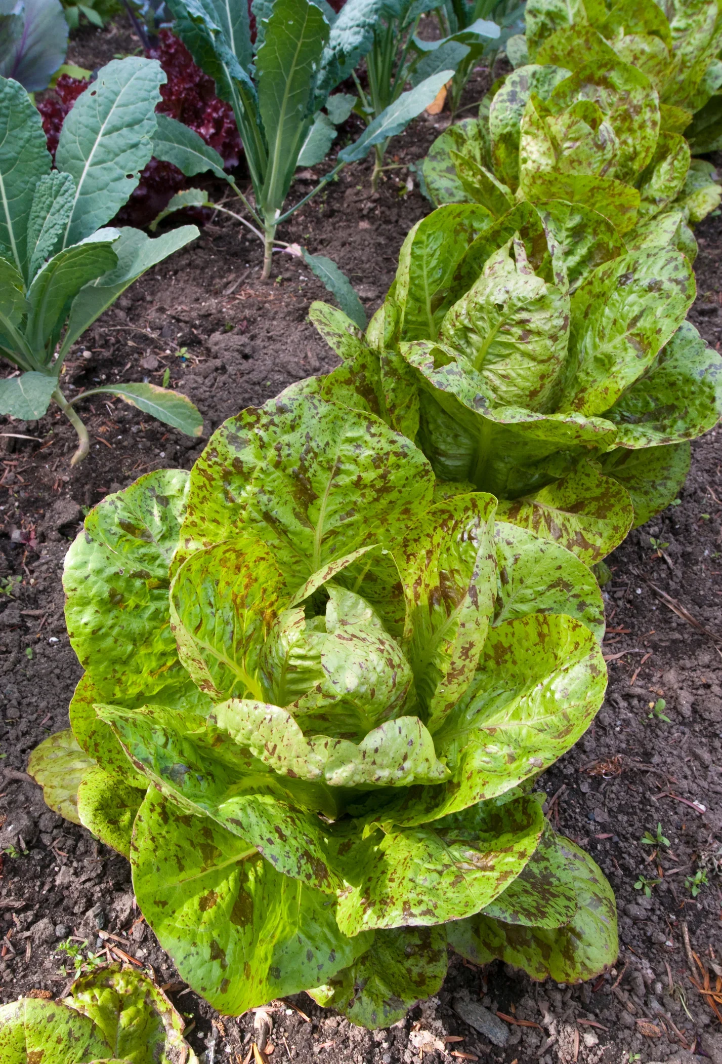 Lettuce Freckles Vegetable Seeds for Planting, Perfect for Home Gardening and Vegetable Seeds, High-Yield, Easy-to-Grow Lettuce Seeds - Image 5