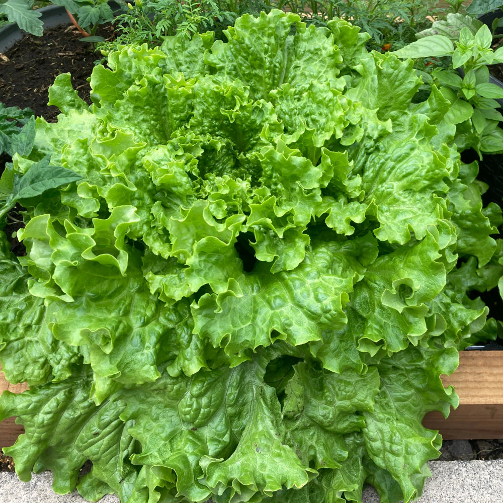 LETTUCE ISIRA Split Pills Seeds, Elevate Your Gardening with Easy-to-Plant, Nutritious Lettuce Varieties!