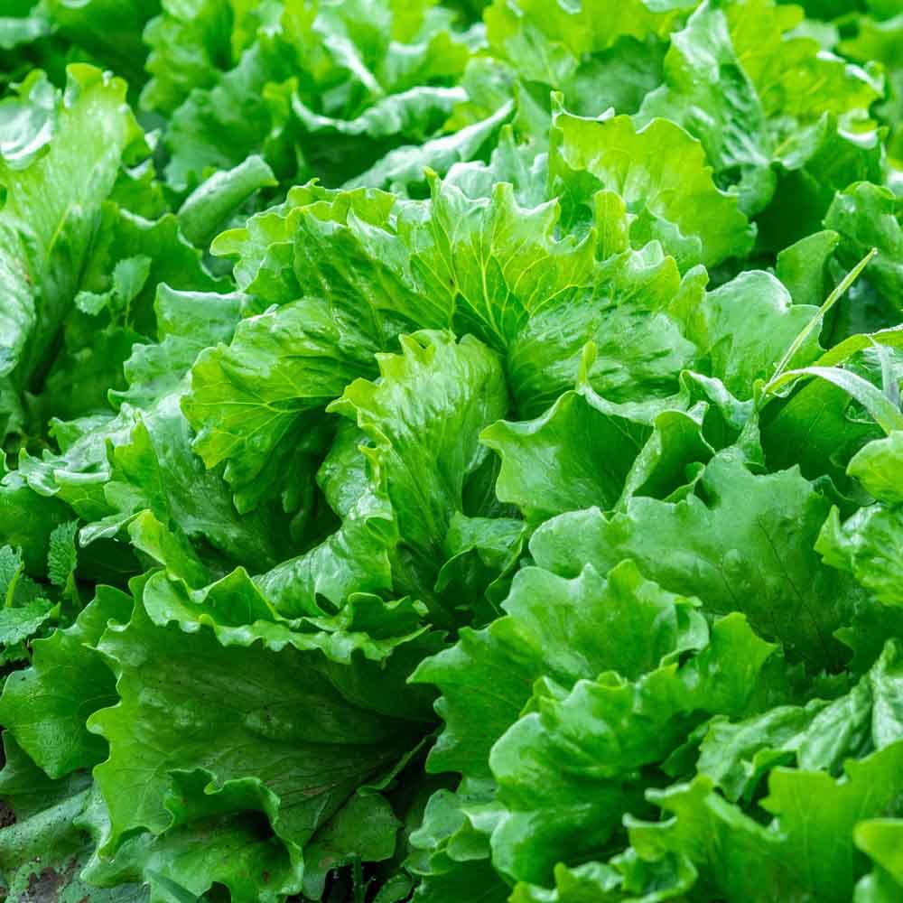 LETTUCE ISIRA Split Pills Seeds, Elevate Your Gardening with Easy-to-Plant, Nutritious Lettuce Varieties! - Image 3