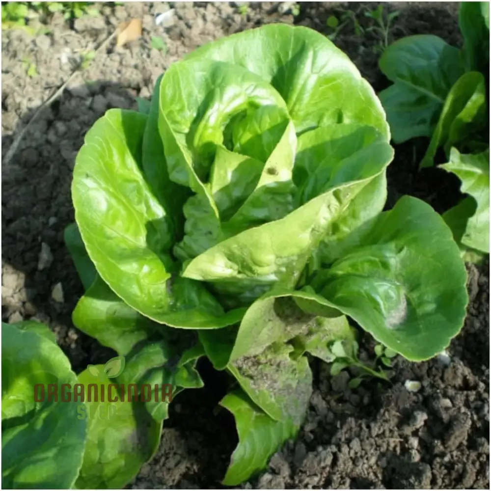 Lettuce Little Gem Seeds for Gardening β High-Yield Non-GMO Seeds for Your Garden - Image 3