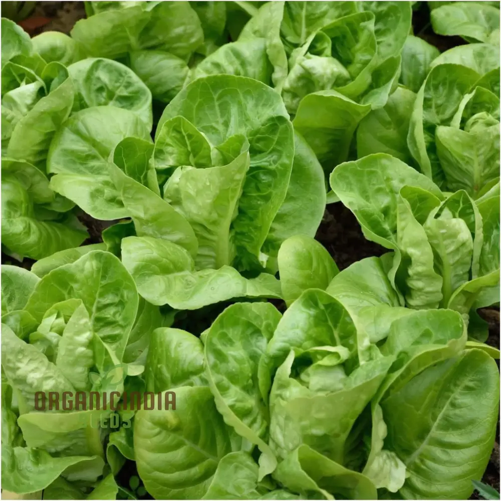 Lettuce Little Gem Seeds for Gardening β High-Yield Non-GMO Seeds for Your Garden - Image 5