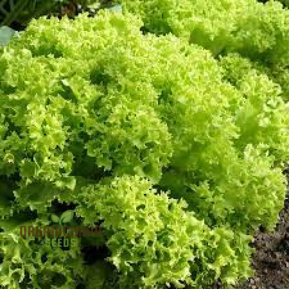 LETTUCE LOLLO BIONDA Seeds for Expert Gardening - High-Quality Seeds for Lush, Green Gardens