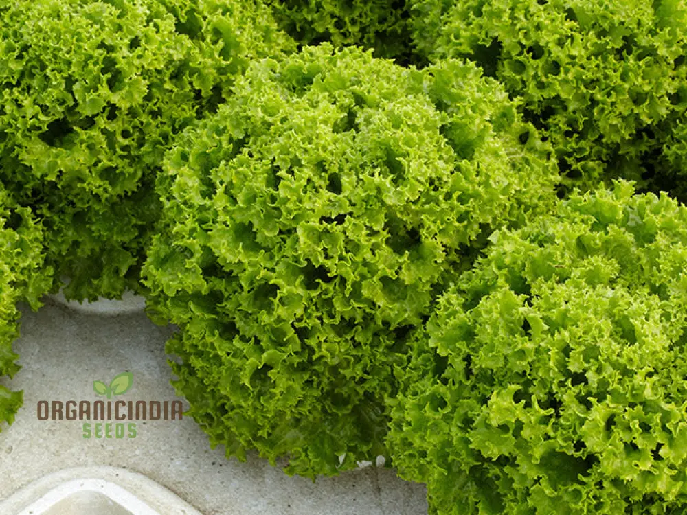 LETTUCE LOLLO BIONDA Seeds for Expert Gardening - High-Quality Seeds for Lush, Green Gardens - Image 2