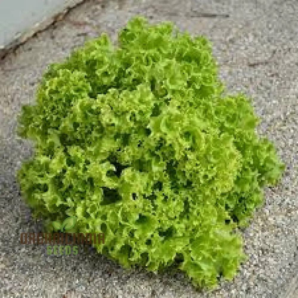 LETTUCE LOLLO BIONDA Seeds for Expert Gardening - High-Quality Seeds for Lush, Green Gardens - Image 3