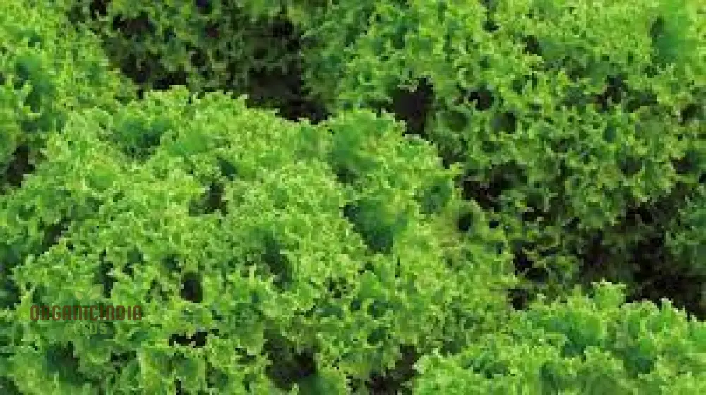 LETTUCE LOLLO BIONDA Seeds for Expert Gardening - High-Quality Seeds for Lush, Green Gardens - Image 4