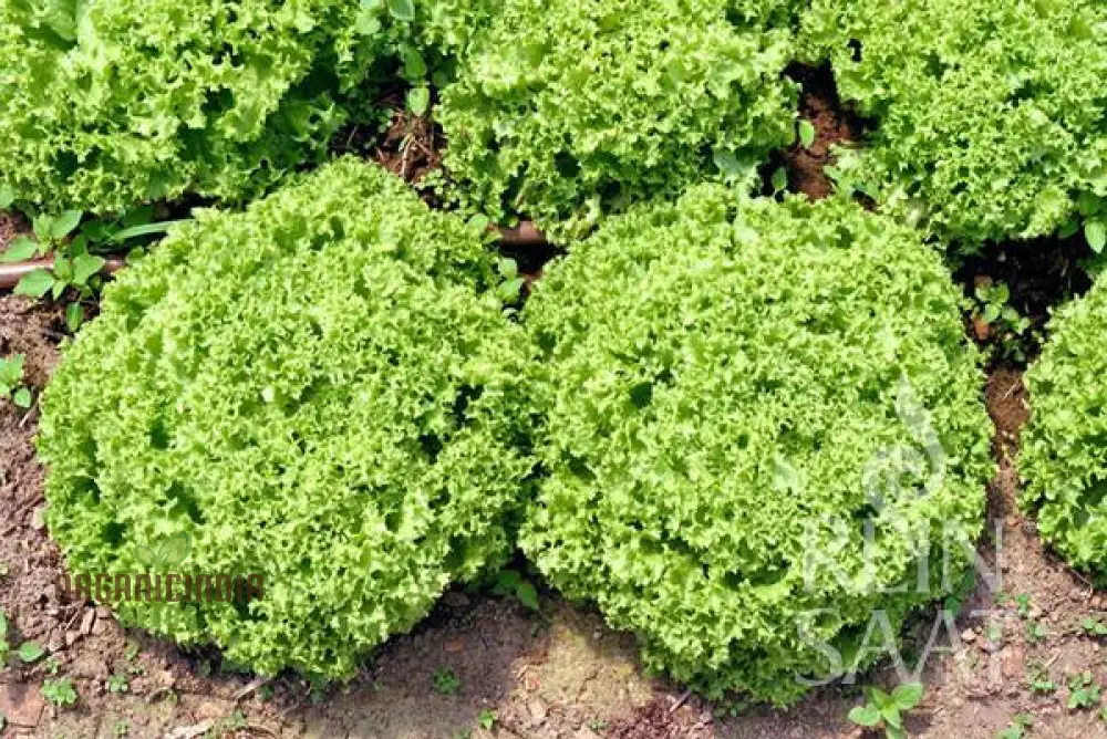 LETTUCE LOLLO BIONDA Seeds for Expert Gardening - High-Quality Seeds for Lush, Green Gardens - Image 5