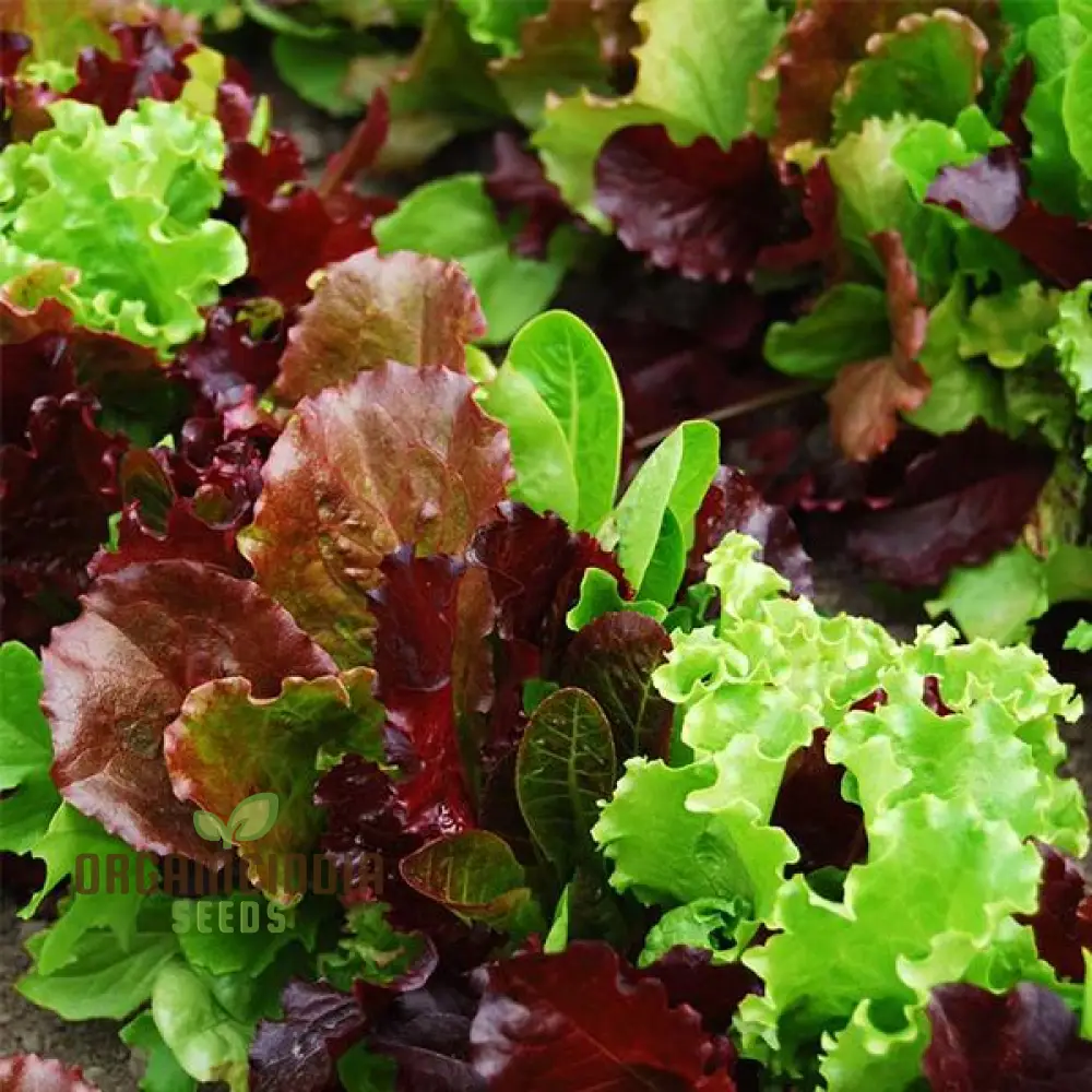 Lettuce Mixed Baby Leaf Vegetable Seeds for Planting, Premium Seeds for Home Gardeners