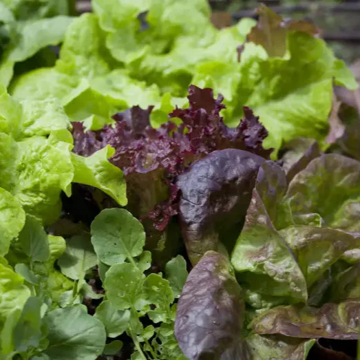 Lettuce Mixed Baby Leaf Vegetable Seeds for Planting, Premium Seeds for Home Gardeners - Image 3