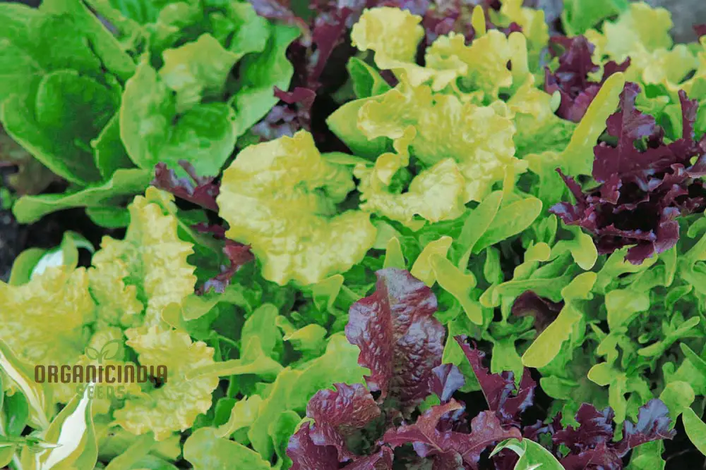 Lettuce Mixed Baby Leaf Vegetable Seeds for Planting, Premium Seeds for Home Gardeners - Image 4