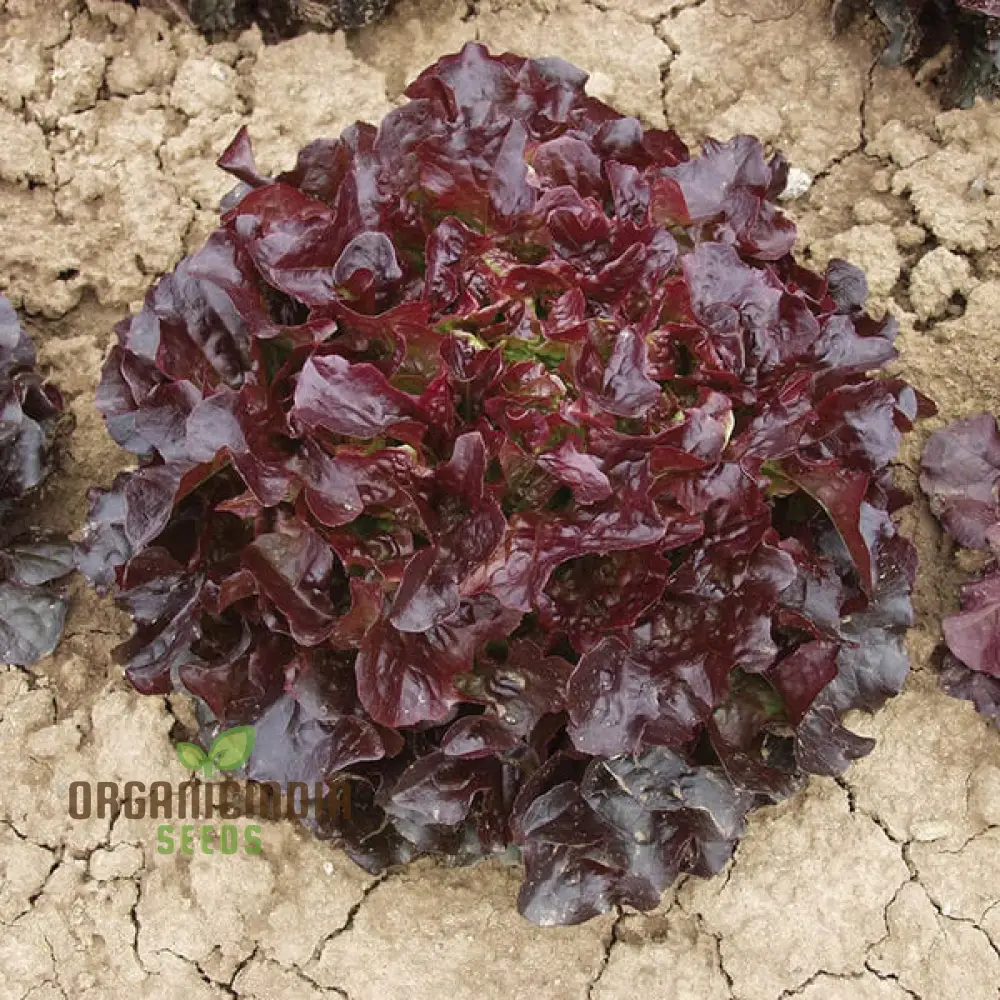Lettuce - Navara (Split Pills) Vegetable Seeds for Planting, High-Quality Lettuce Navara Seeds, Easy to Grow for Your Vegetable Garden