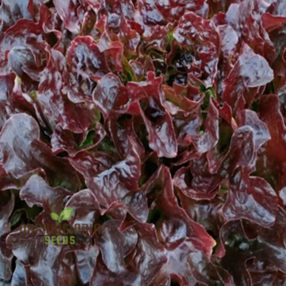 Lettuce - Navara (Split Pills) Vegetable Seeds for Planting, High-Quality Lettuce Navara Seeds, Easy to Grow for Your Vegetable Garden - Image 3