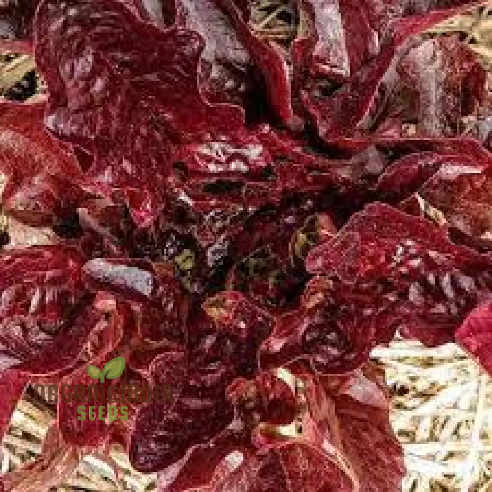 Lettuce - Navara (Split Pills) Vegetable Seeds for Planting, High-Quality Lettuce Navara Seeds, Easy to Grow for Your Vegetable Garden - Image 4