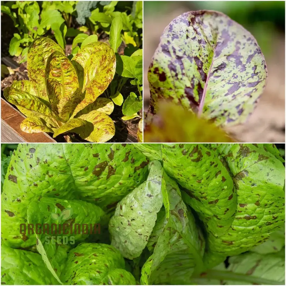 Lettuce - Romaine Freckles Seeds For Planting, Unique Red-Flecked Romaine Lettuce for Your Home Garden