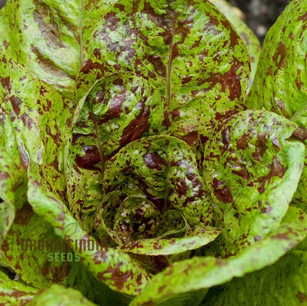 Lettuce - Romaine Freckles Seeds For Planting, Unique Red-Flecked Romaine Lettuce for Your Home Garden - Image 3