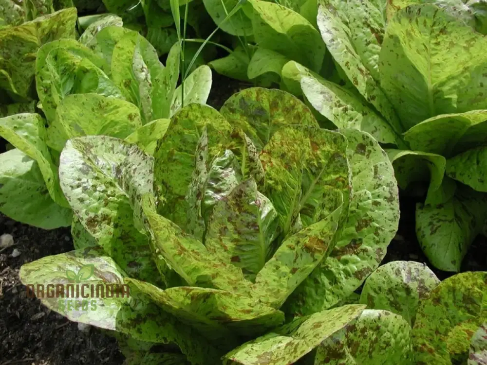 Lettuce - Romaine Freckles Seeds For Planting, Unique Red-Flecked Romaine Lettuce for Your Home Garden - Image 4