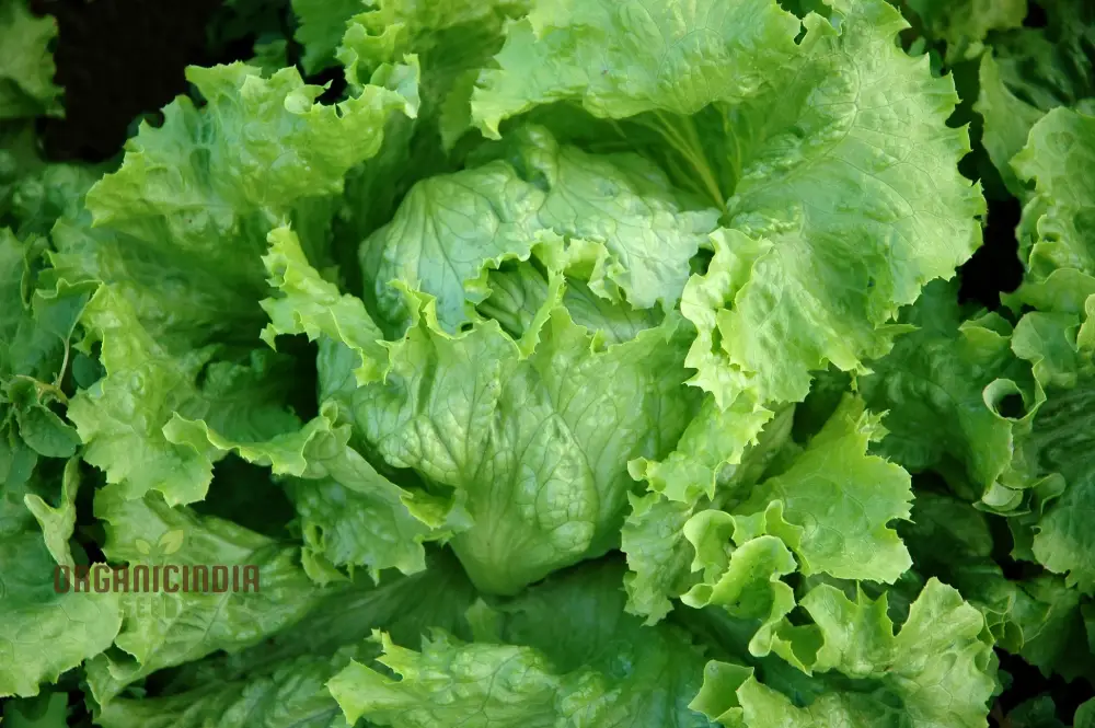 Lettuce Webbs Wonderful Vegetable Seeds for Planting, High-Quality Seeds for Home Gardening