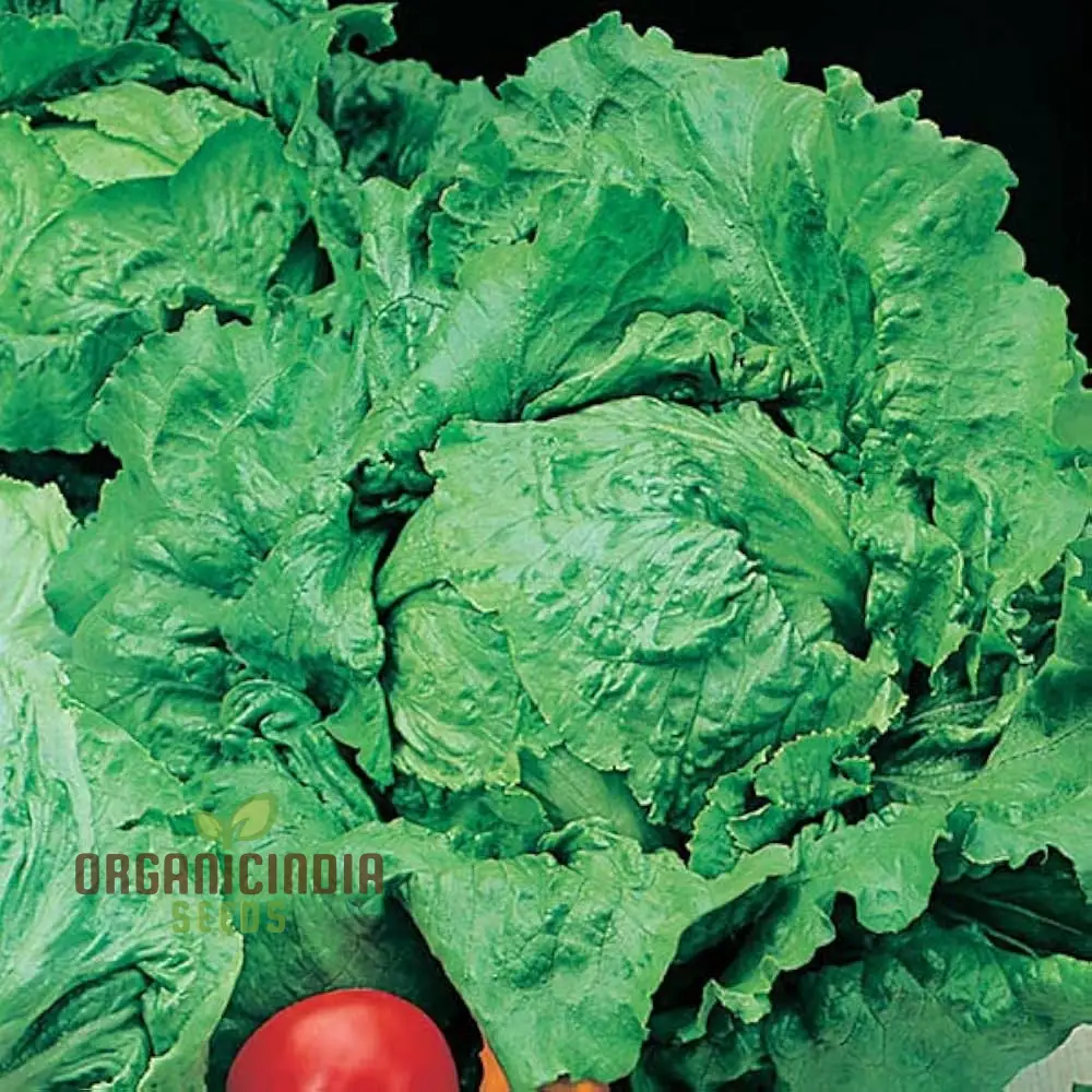 Lettuce Webbs Wonderful Vegetable Seeds for Planting, High-Quality Seeds for Home Gardening - Image 3