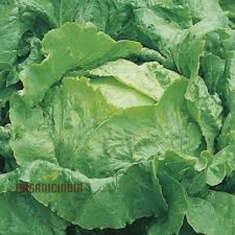Lettuce Webbs Wonderful Vegetable Seeds for Planting, High-Quality Seeds for Home Gardening - Image 4