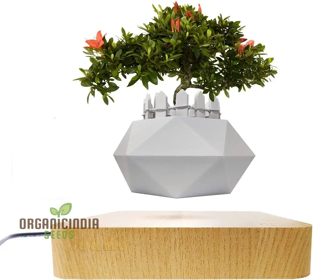 Creative Farmer Imported Juniper Bonsai Seeds (100 Seeds) â€“ Ideal for Indoor Bonsai Trees
