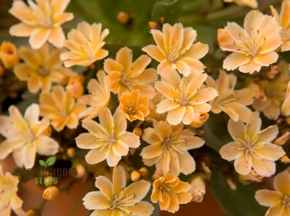 Lewisia Longipetala 'Little Mango' Seeds – Cultivate Vibrant Beauty and Long-Lasting Blooms in Your Garden!