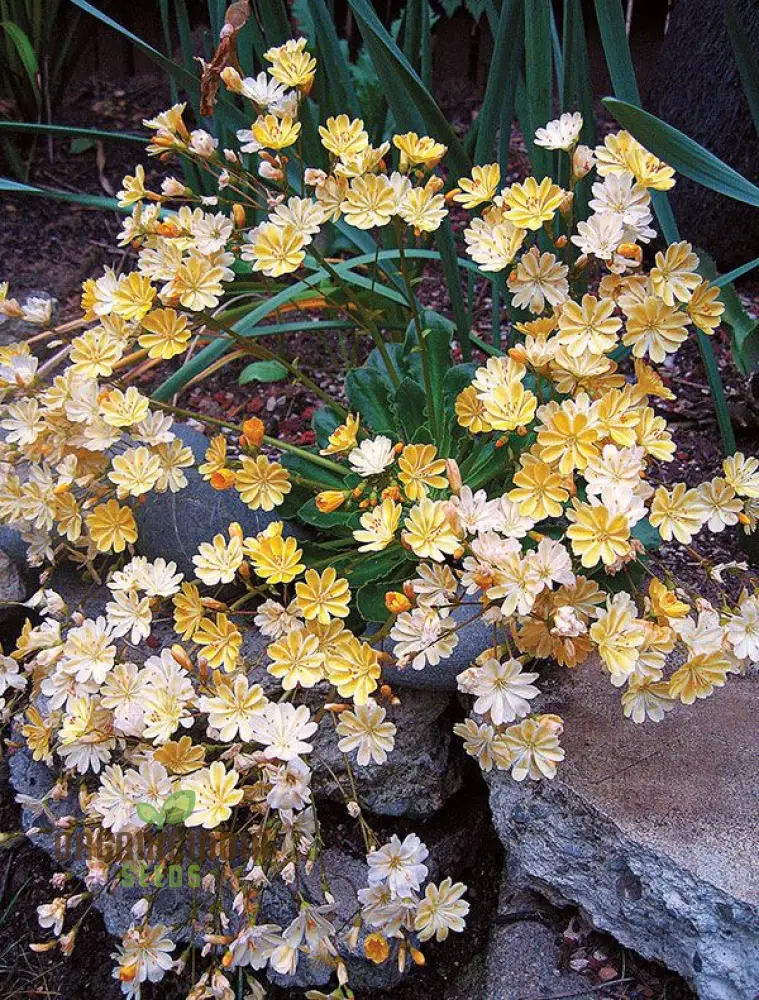 Lewisia Longipetala 'Little Mango' Seeds – Cultivate Vibrant Beauty and Long-Lasting Blooms in Your Garden! - Image 3