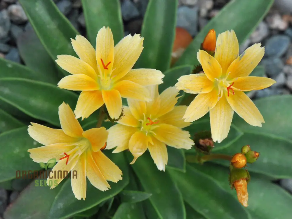 Lewisia Longipetala 'Little Mango' Seeds – Cultivate Vibrant Beauty and Long-Lasting Blooms in Your Garden! - Image 4