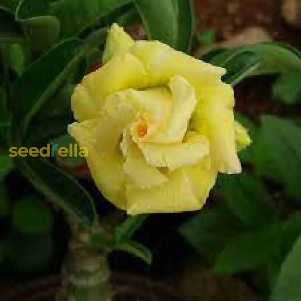 Light Lemon Adenium Flower Seeds - Grow Vibrant, Stunning Blooms in Your Garden
