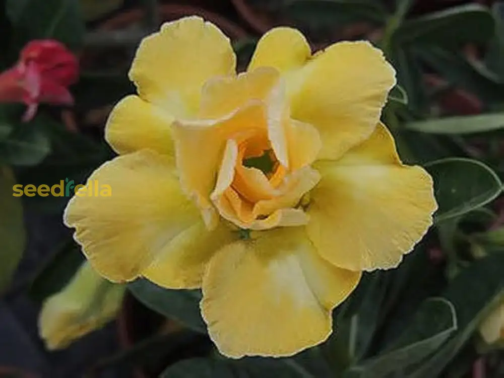 Light Lemon Adenium Flower Seeds - Grow Vibrant, Stunning Blooms in Your Garden - Image 3