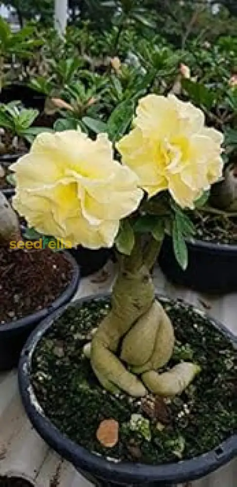 Light Lemon Adenium Flower Seeds - Grow Vibrant, Stunning Blooms in Your Garden - Image 4