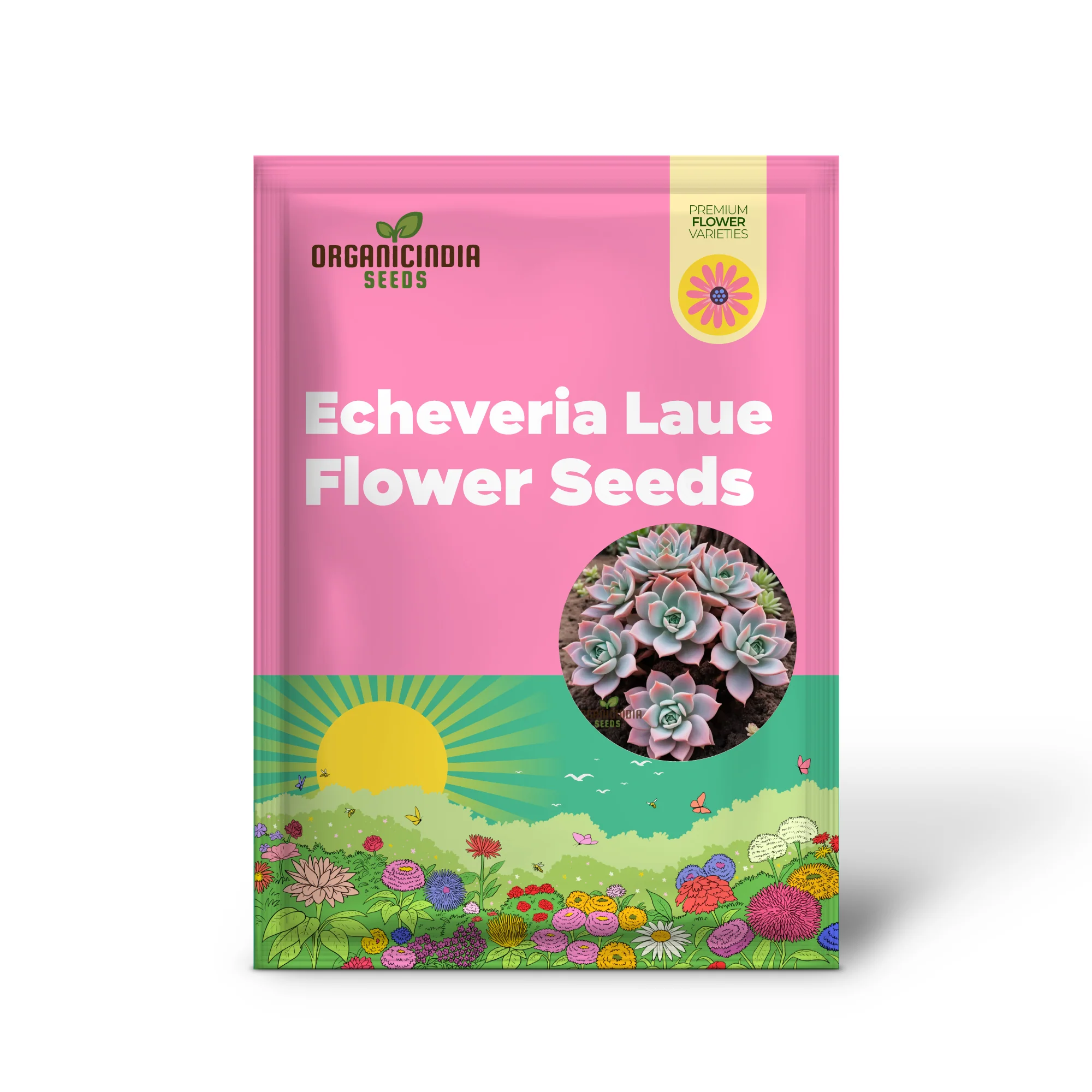 Light pink Echeveria Laue flower Seeds, Elegant Succulent Blooms for Your Garden - Image 2