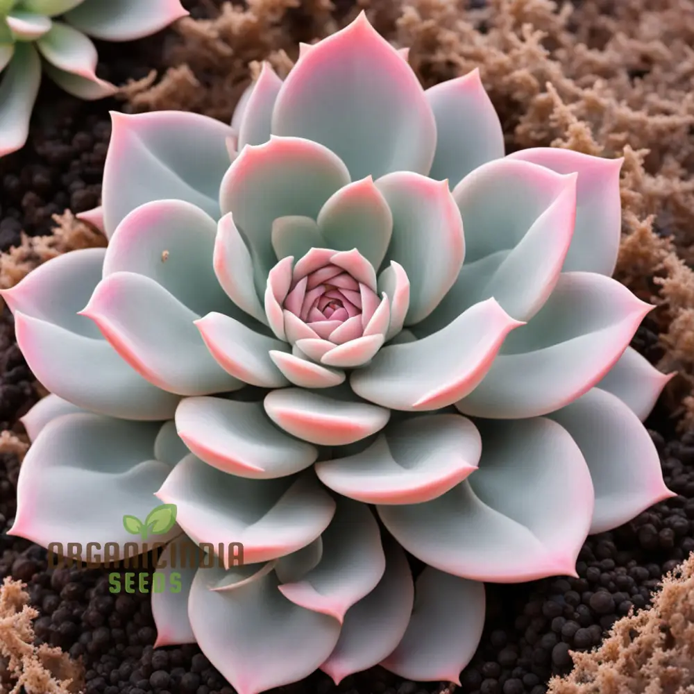 Light pink Echeveria Laue flower Seeds, Elegant Succulent Blooms for Your Garden - Image 3