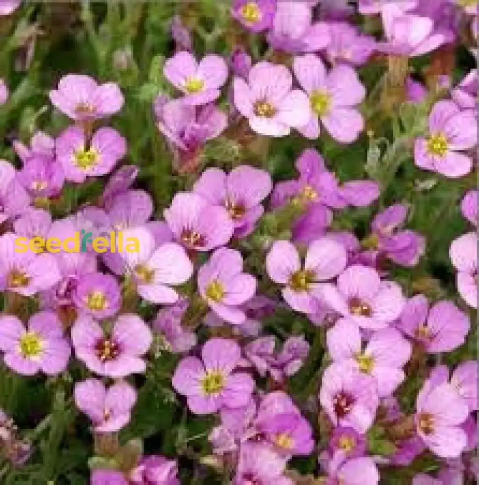 Light Pink Rock Cress Seeds – Easy-Grow Perennial Flower