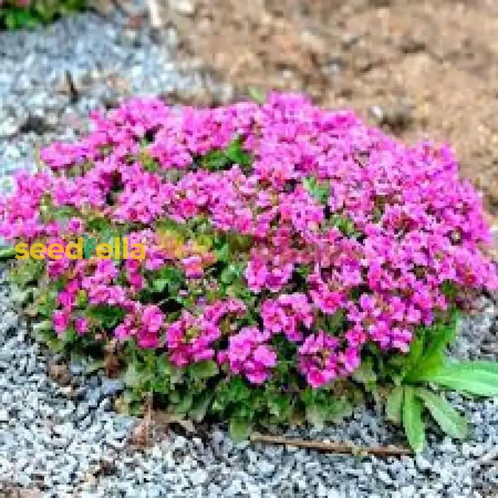 Light Pink Rock Cress Seeds – Easy-Grow Perennial Flower - Image 3
