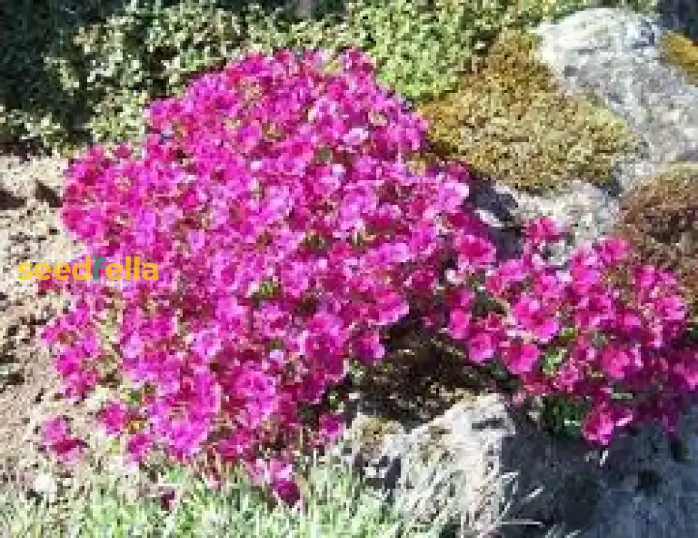 Light Pink Rock Cress Seeds – Easy-Grow Perennial Flower - Image 4