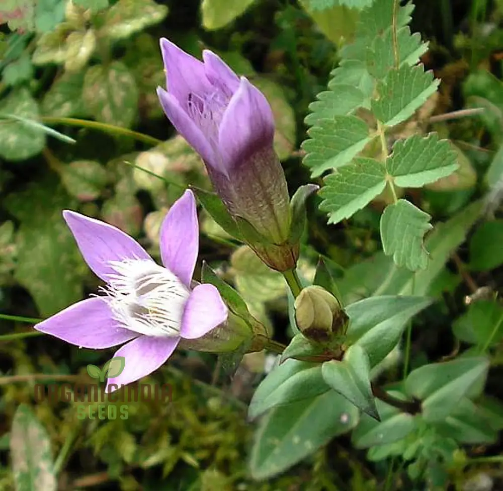 Light Purple Gentian Flower Seeds for Planting, Expert Guide to Cultivating Beautiful Gentian Blooms
