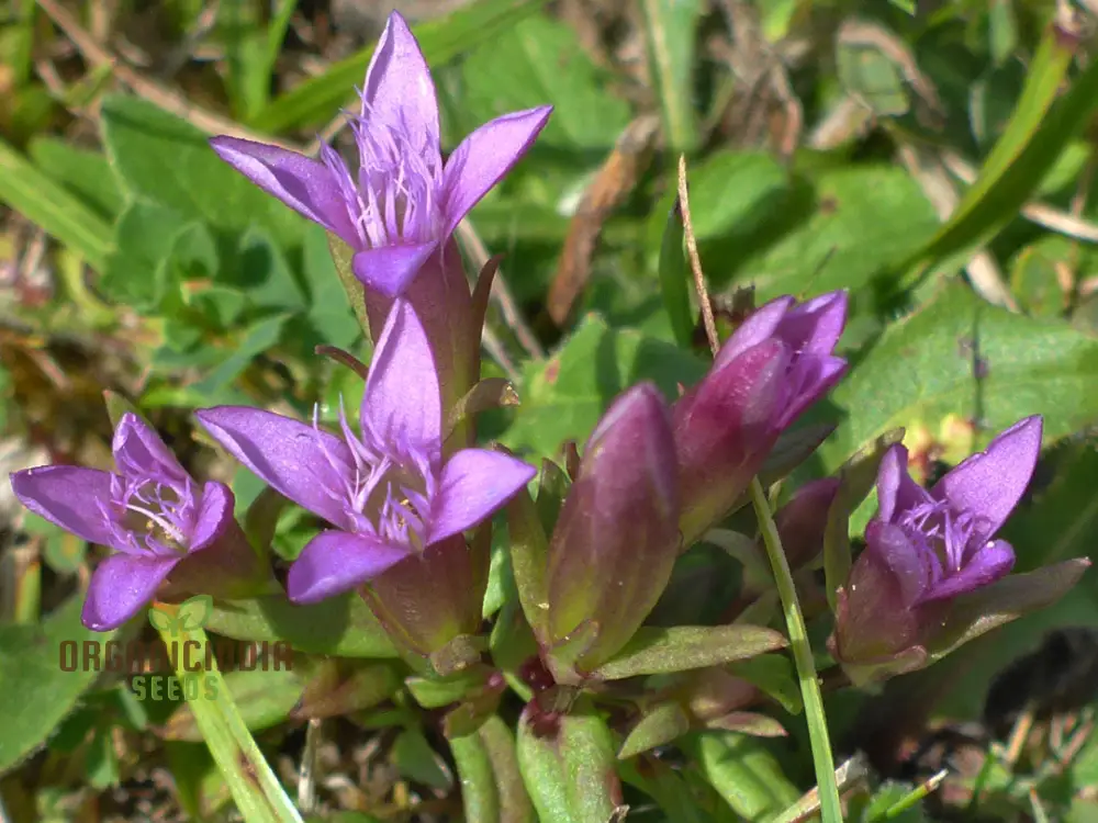 Light Purple Gentian Flower Seeds for Planting, Expert Guide to Cultivating Beautiful Gentian Blooms - Image 3