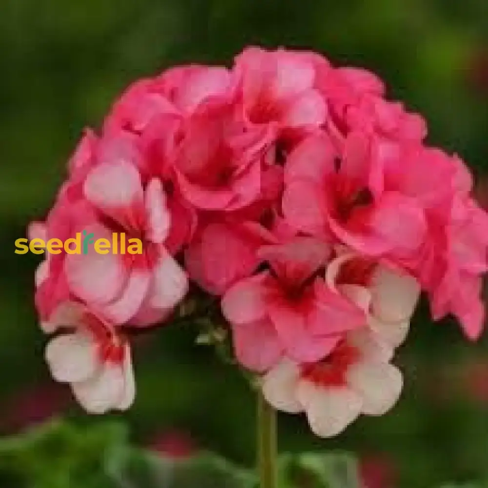 Light Red Geranium Seeds – Annual Flower for Vibrant Gardens