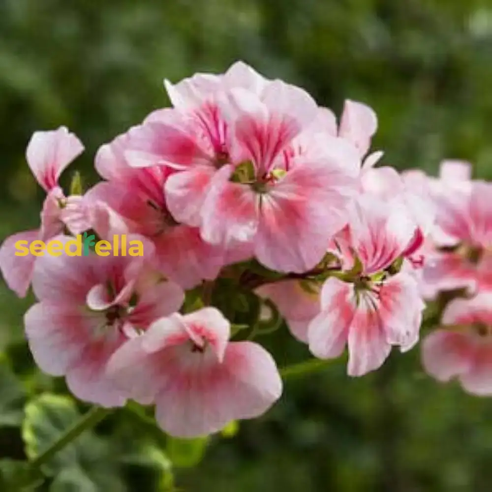 Light Red Geranium Seeds – Annual Flower for Vibrant Gardens - Image 3