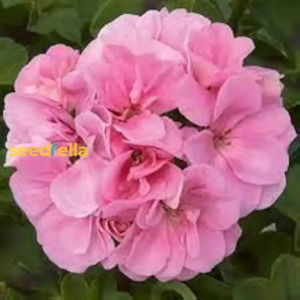 Light Red Geranium Seeds – Annual Flower for Vibrant Gardens - Image 4