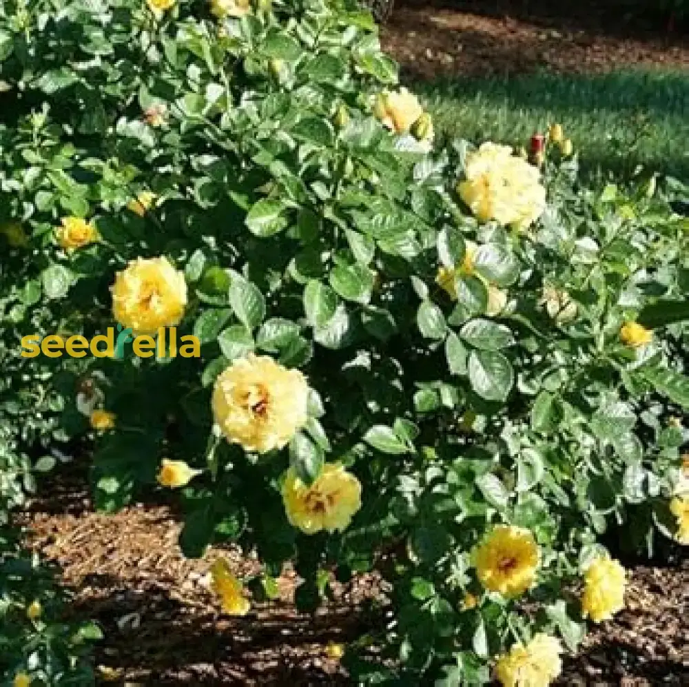 Light Yellow Climbing Rose Seeds – Beautiful Climber Roses for Stunning Garden Displays